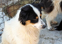 ZALO, Hund, Mischlingshund in Bulgarien - Bild 12