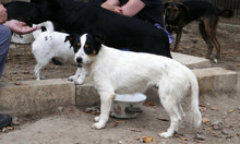 ZALO, Hund, Mischlingshund in Bulgarien - Bild 3