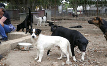 ZALO, Hund, Mischlingshund in Bulgarien - Bild 4