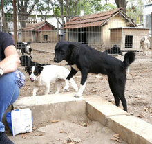 ZALO, Hund, Mischlingshund in Bulgarien - Bild 5