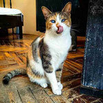 LARA, Katze, Europäisch Kurzhaar in Bulgarien - Bild 7