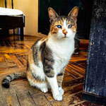 LARA, Katze, Europäisch Kurzhaar in Bulgarien - Bild 8