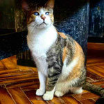 LARA, Katze, Europäisch Kurzhaar in Bulgarien - Bild 9