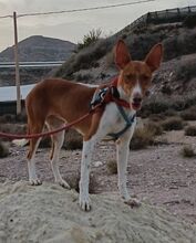 BAMBINA, Hund, Podenco-Mix in Spanien