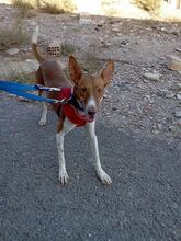 BAMBINA, Hund, Podenco-Mix in Spanien - Bild 10