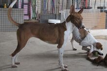 BAMBINA, Hund, Podenco-Mix in Spanien - Bild 11