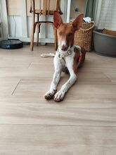 BAMBINA, Hund, Podenco-Mix in Spanien - Bild 17