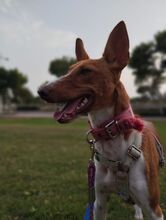 BAMBINA, Hund, Podenco-Mix in Spanien - Bild 2