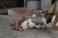 BAMBINA, Hund, Podenco-Mix in Spanien - Bild 4