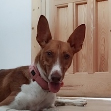 BAMBINA, Hund, Podenco-Mix in Spanien - Bild 5