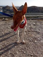 BAMBINA, Hund, Podenco-Mix in Spanien - Bild 6