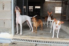 BAMBINA, Hund, Podenco-Mix in Spanien - Bild 7