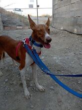 BAMBINA, Hund, Podenco-Mix in Spanien - Bild 8