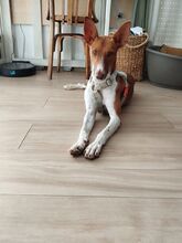 BAMBINA, Hund, Podenco-Mix in Spanien - Bild 9