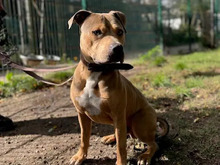 PABLO, Hund, American Staffordshire Terrier-Mix in Hamburg - Bild 2