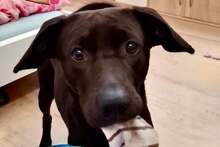 PATCH, Hund, Mischlingshund in Lutherstadt Wittenberg