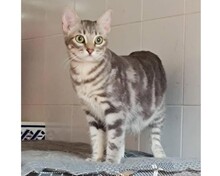 GRACIE, Katze, Europäisch Kurzhaar in Spanien - Bild 3