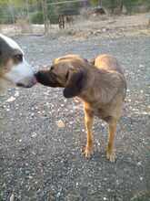 SONJA, Hund, Mischlingshund in Griechenland - Bild 2