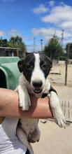 JACK, Hund, Mischlingshund in Portugal - Bild 3