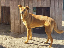 NIZAR, Hund, Mischlingshund in Portugal - Bild 1