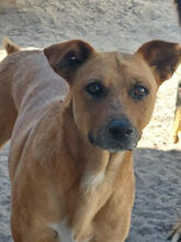 NIZAR, Hund, Mischlingshund in Portugal - Bild 2