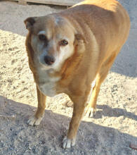 ASHA, Hund, Mischlingshund in Portugal - Bild 1