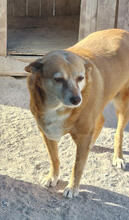 ASHA, Hund, Mischlingshund in Portugal - Bild 4