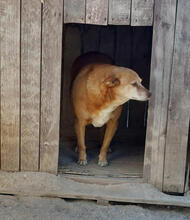 ASHA, Hund, Mischlingshund in Portugal - Bild 5