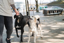 BETTO, Hund, Mischlingshund in Bulgarien - Bild 10