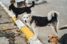 BETTO, Hund, Mischlingshund in Bulgarien - Bild 11