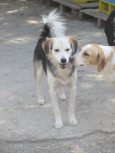 BETTO, Hund, Mischlingshund in Bulgarien - Bild 12