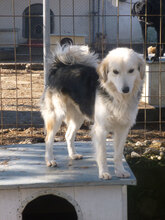 BETTO, Hund, Mischlingshund in Bulgarien - Bild 5