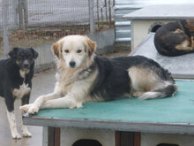 BETTO, Hund, Mischlingshund in Bulgarien - Bild 7