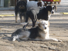 BETTO, Hund, Mischlingshund in Bulgarien - Bild 8