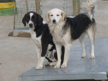 BETTO, Hund, Mischlingshund in Bulgarien - Bild 9