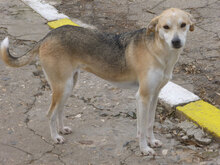 BETTA, Hund, Mischlingshund in Bulgarien - Bild 1