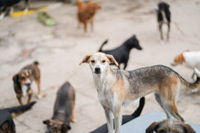 BETTA, Hund, Mischlingshund in Bulgarien - Bild 10