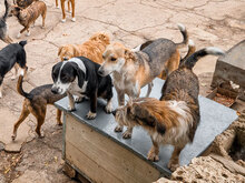 BETTA, Hund, Mischlingshund in Bulgarien - Bild 12