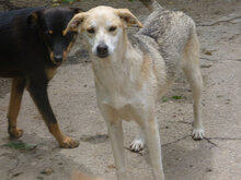 BETTA, Hund, Mischlingshund in Bulgarien - Bild 13