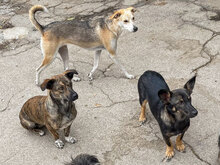 BETTA, Hund, Mischlingshund in Bulgarien - Bild 14