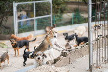 BETTA, Hund, Mischlingshund in Bulgarien - Bild 15