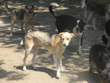 BETTA, Hund, Mischlingshund in Bulgarien - Bild 17