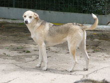 BETTA, Hund, Mischlingshund in Bulgarien - Bild 19