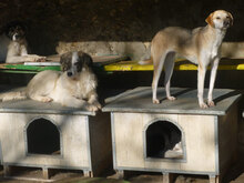 BETTA, Hund, Mischlingshund in Bulgarien - Bild 4