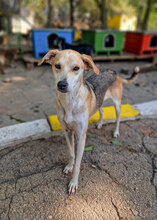 BETTA, Hund, Mischlingshund in Bulgarien - Bild 6