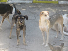 BETTA, Hund, Mischlingshund in Bulgarien - Bild 9