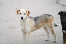 BETTA, Hund, Mischlingshund in Unterkirnach