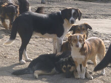 FENJA, Hund, Mischlingshund in Bulgarien - Bild 10