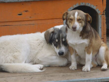 FENJA, Hund, Mischlingshund in Bulgarien - Bild 11