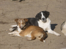 FENJA, Hund, Mischlingshund in Bulgarien - Bild 12